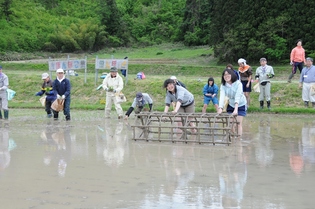 昔ながらの手植えの田植えに挑戦