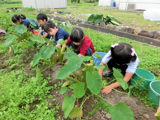 みんなで育てた里芋を収穫