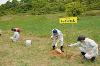 アーモンドの植樹2