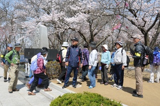 山頂広場も桜がきれいですね