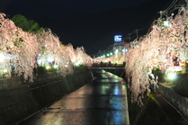 天童温泉しだれ桜まつり（しだれ桜）