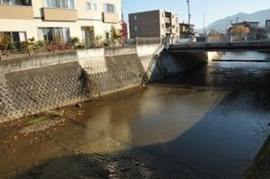 多嘉橋まで鮭がやってきました