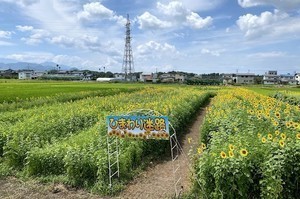 ひまわり迷路